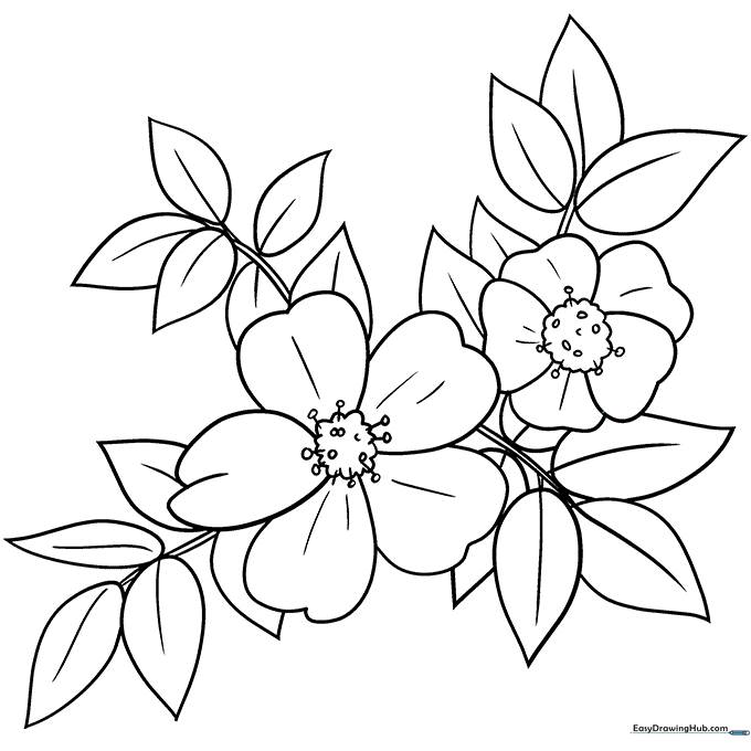 Wild Rose Coloring Sheet