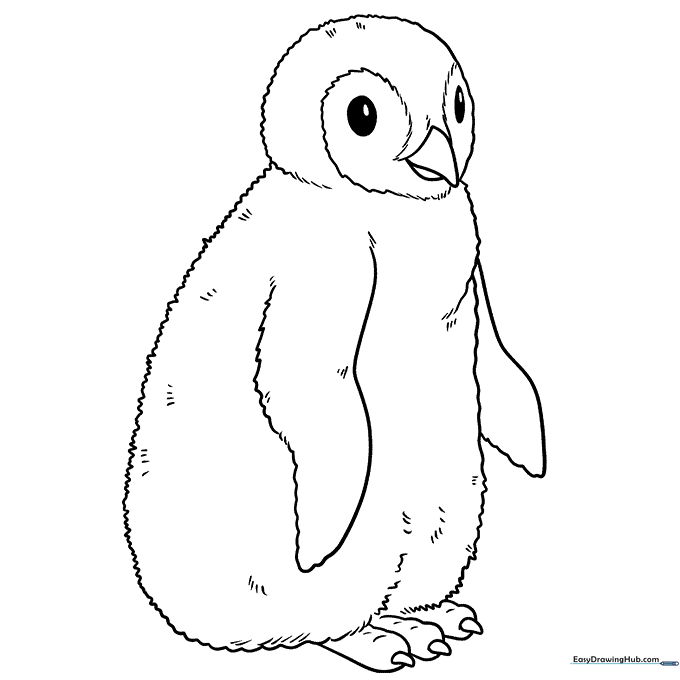 Penguin Chick