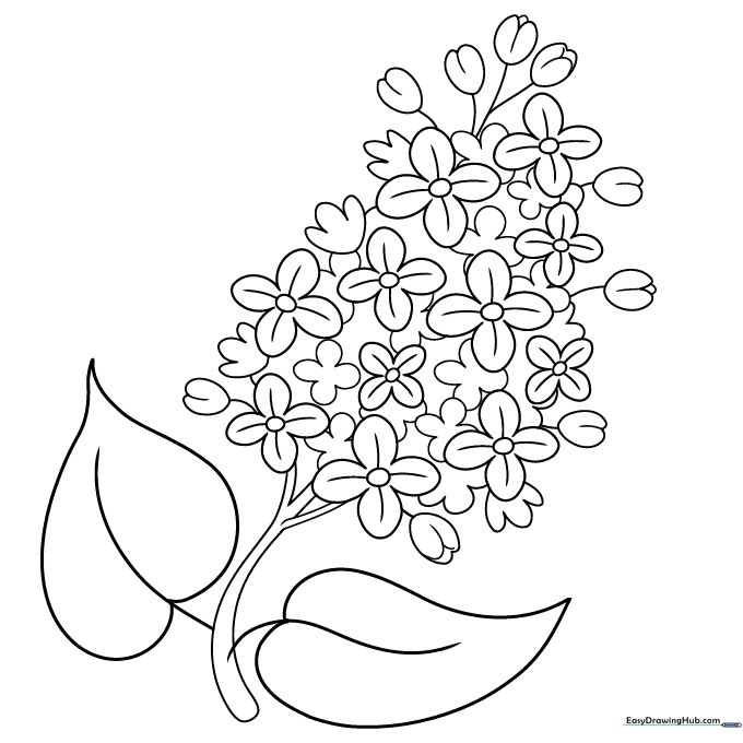 Lilac Flower
