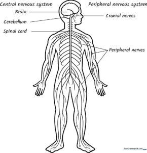 Educational coloring sheet showing a simplified human nervous system with the brain and spinal cord clearly outlined for classroom anatomy study.