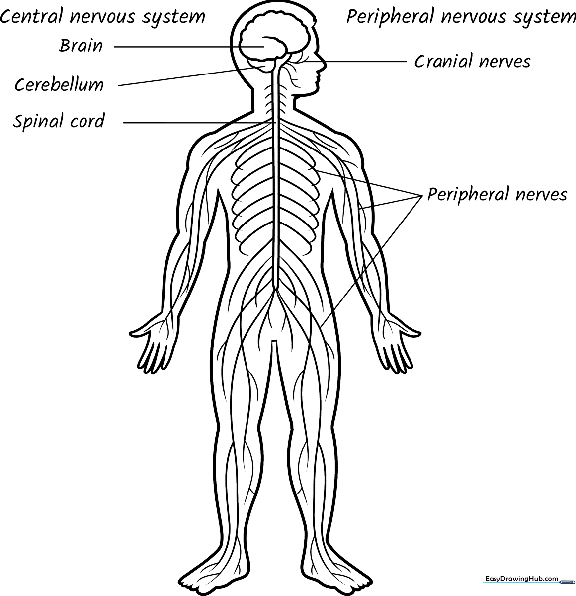 Educational coloring sheet showing a simplified human nervous system with the brain and spinal cord clearly outlined for classroom anatomy study.