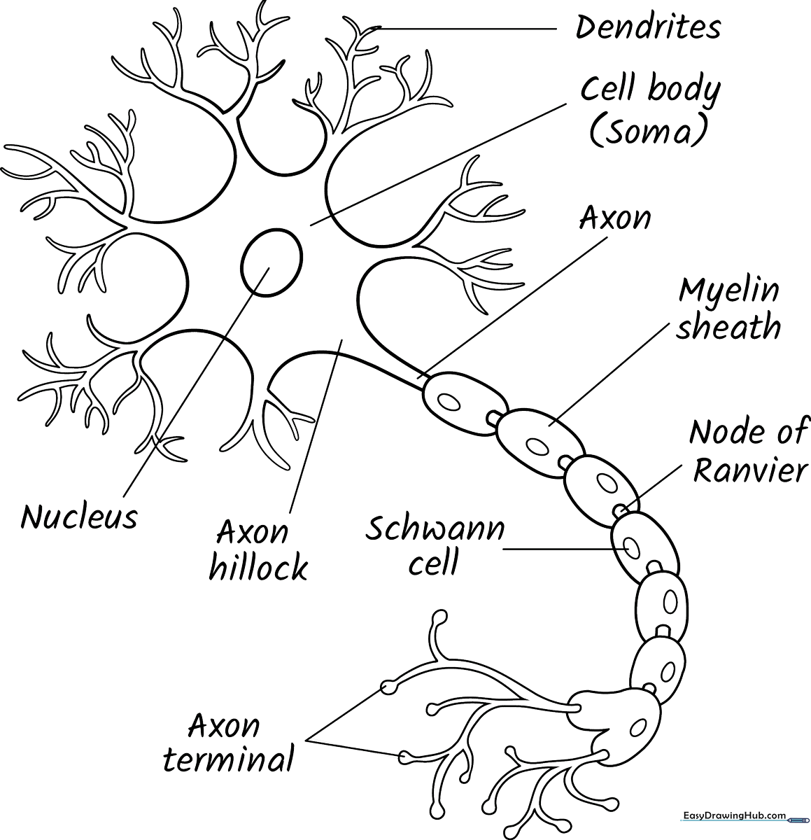 Black and white line art of a neuron showing the cell body, dendrites, and axon for educational coloring