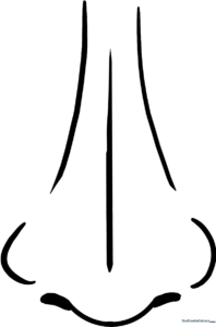 Black and white line art of a human nose, featuring clear, bold contours for easy coloring and anatomy study.