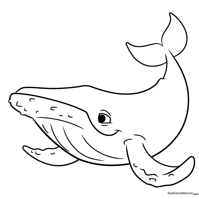 Humpback Whale Coloring Sheet