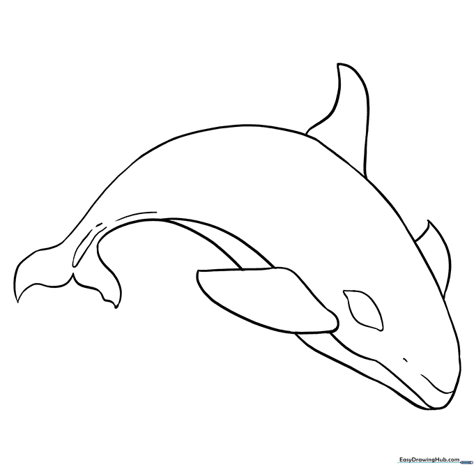 Orca Coloring Sheet