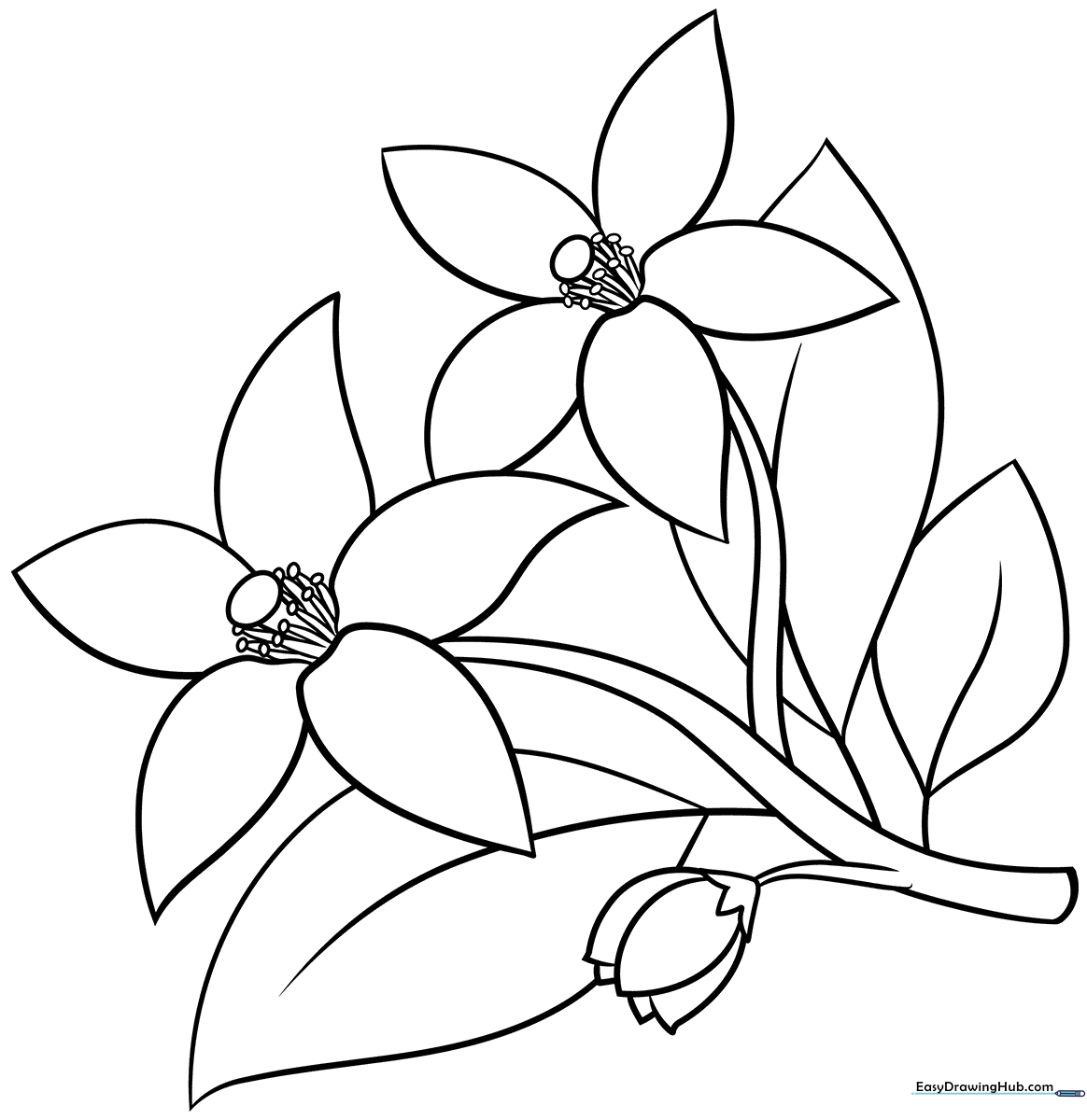 Detailed line art of an orange blossom flower with five petals and a central stamen, ready for children to color.