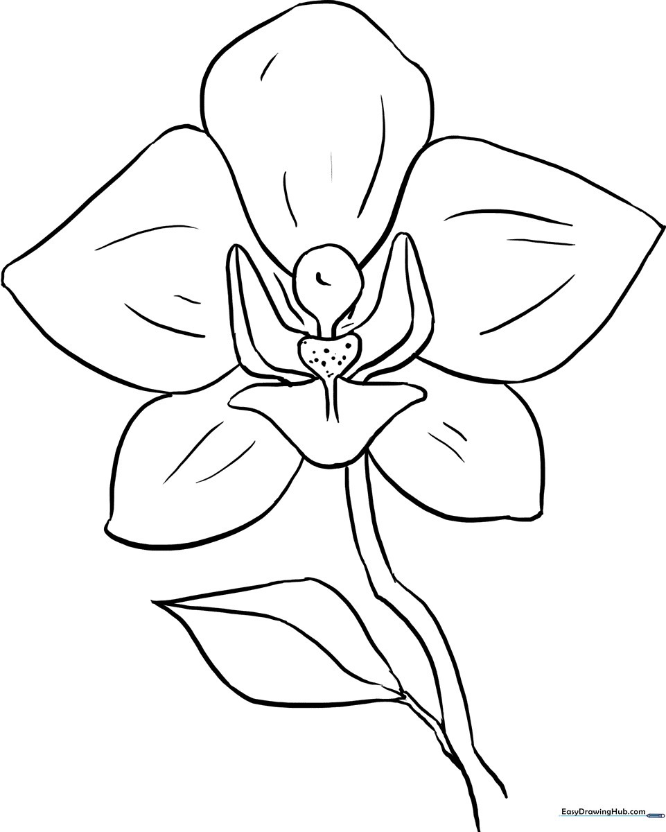 Black and white line art of a single orchid flower with broad petals and a detailed center, designed for children to color.