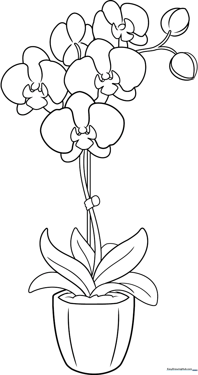 Black and white line art of a potted orchid with delicate petals and broad leaves, ready for children to color.