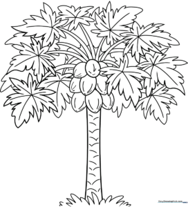 Black and white line art of a papaya tree with large, palm-like leaves and clusters of round papaya fruit, designed for children to color.