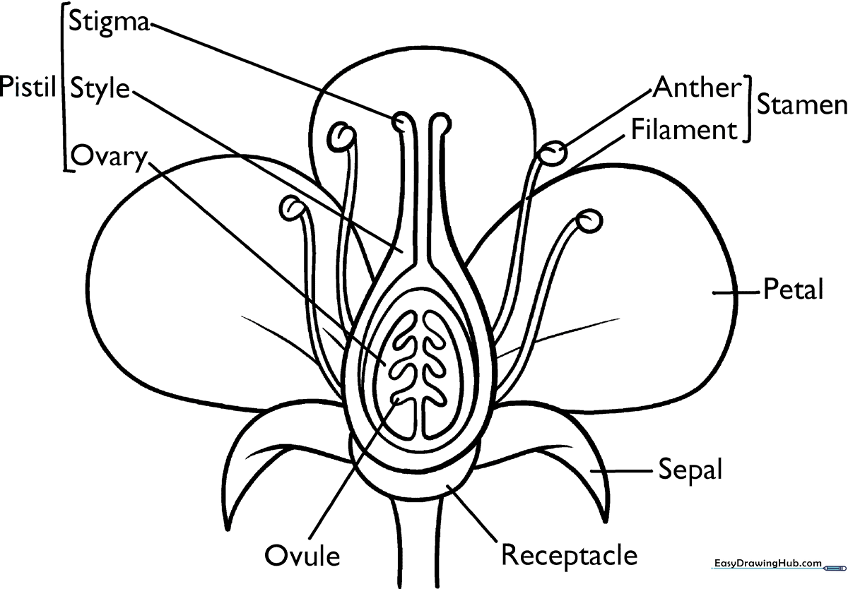 Black and white line art illustration of a flower with labels pointing to the petals, stem, leaves, and roots, designed for educational coloring.