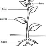 Educational diagram of a flower with labeled parts including roots, stem, leaves, and petals, designed for children to color and learn plant anatomy.