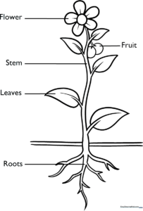 Educational diagram of a flower with labeled parts including roots, stem, leaves, and petals, designed for children to color and learn plant anatomy.