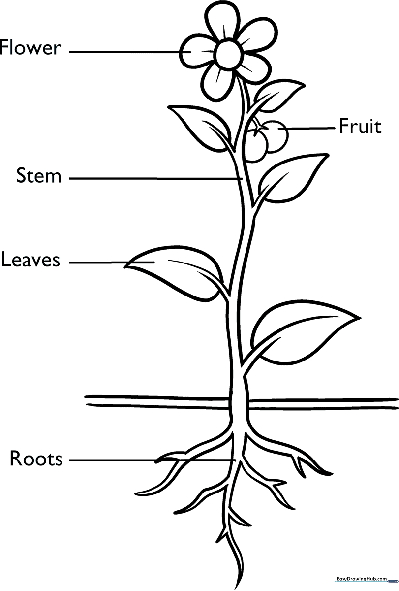 Educational diagram of a flower with labeled parts including roots, stem, leaves, and petals, designed for children to color and learn plant anatomy.