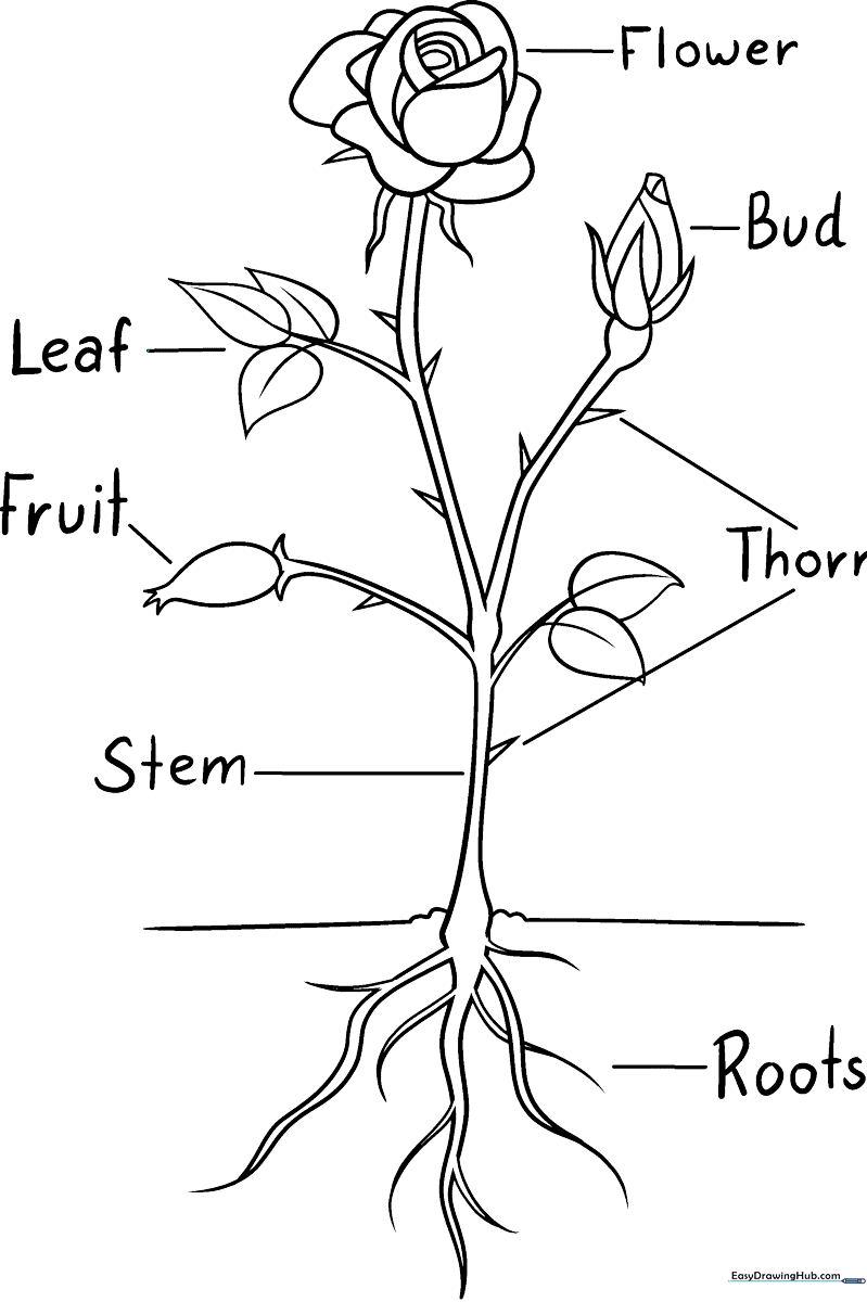 Educational diagram of a rose showing the bloom, stem, leaves, and thorns with clear outlines for coloring and labeling.