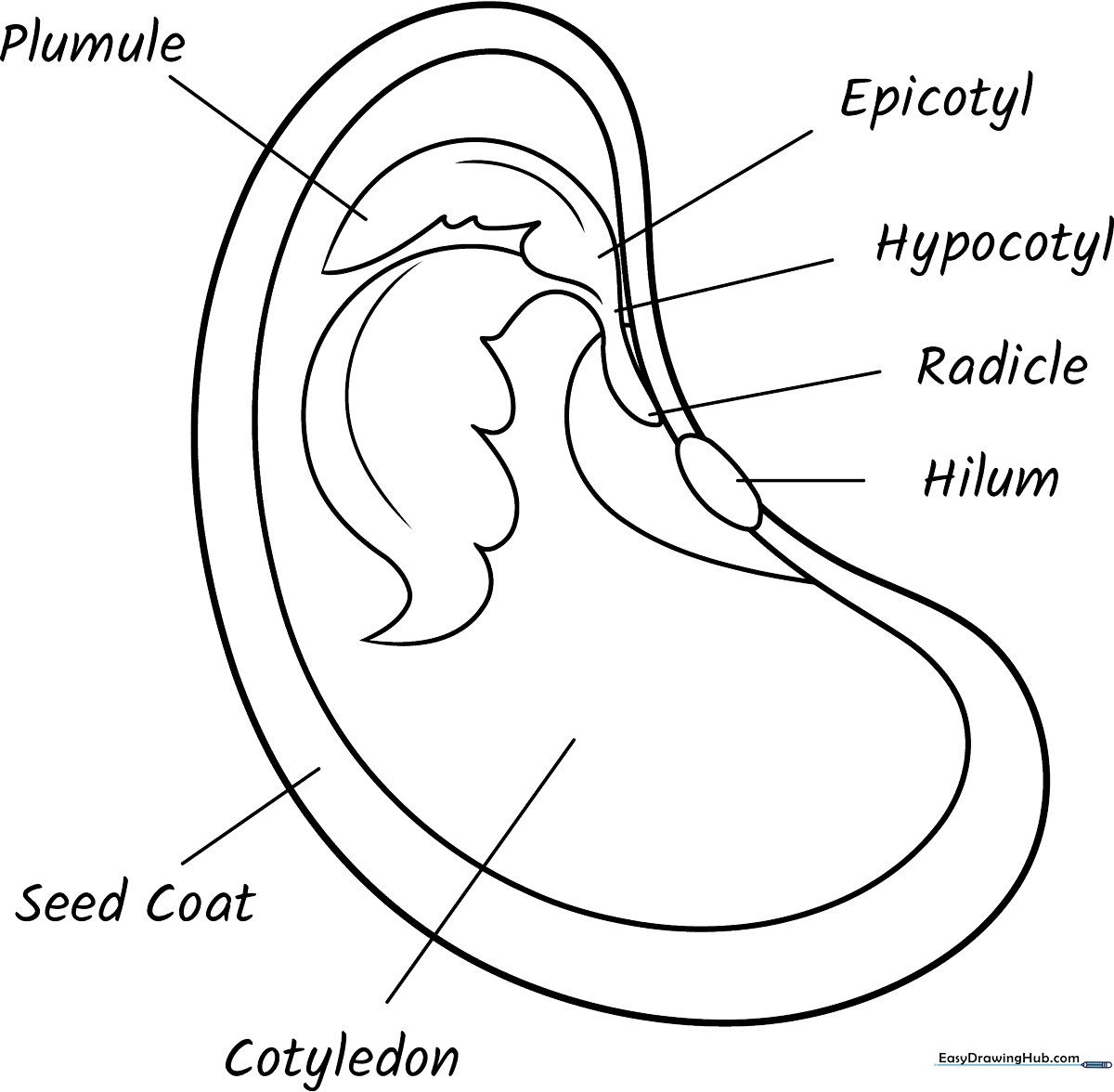 Educational diagram of a seed showing the seed coat, embryo, and cotyledon with clear outlines for coloring.
