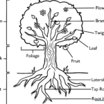 Educational diagram of a tree with labeled sections including roots, trunk, branches, and leaves, designed for children to color.