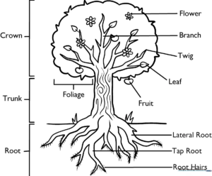 Educational diagram of a tree with labeled sections including roots, trunk, branches, and leaves, designed for children to color.