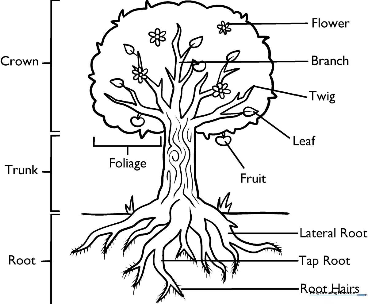 Educational diagram of a tree with labeled sections including roots, trunk, branches, and leaves, designed for children to color.