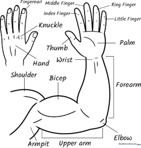 Educational diagram of a human arm and hand with clear outlines for coloring, highlighting the shoulder, elbow, wrist, and fingers for anatomy study.