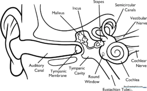 Anatomical diagram of the human ear with clear labels for the outer, middle, and inner ear, designed as a printable educational coloring worksheet.