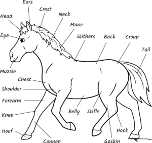 Educational diagram of a horse with clear labels for the mane, tail, hooves, and muzzle, designed as a black-and-white coloring page for children.