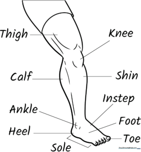 Educational diagram of a human leg and foot with clear outlines for coloring, featuring labels for the thigh, knee, calf, and foot anatomy.