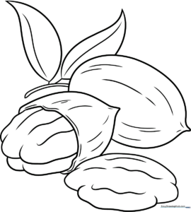 Black and white line art of two pecan nuts with detailed, wavy textures, designed for children to color.