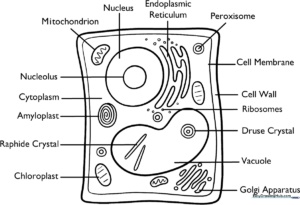 Educational plant cell diagram with labeled organelles ready for coloring to assist in biology study.
