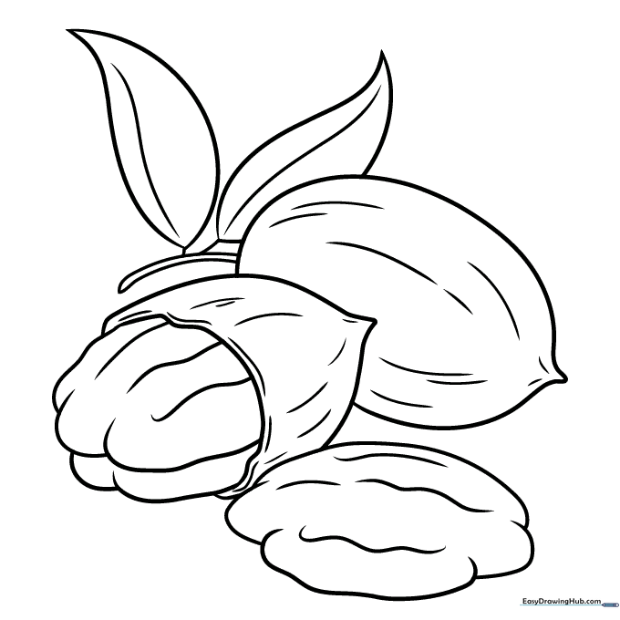 Pecan Nuts Coloring Sheet
