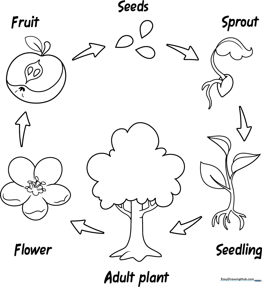 Educational plant life cycle diagram showing stages from seed germination to full flower growth, outlined for children to color.