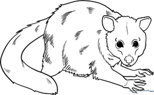 A clean, black-and-white line art illustration of a friendly possum with large eyes and a curled tail, designed as a printable coloring activity for children.