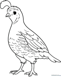 A clean, black-and-white line art illustration of a cute quail with a distinctive head plume, ready for children to color.