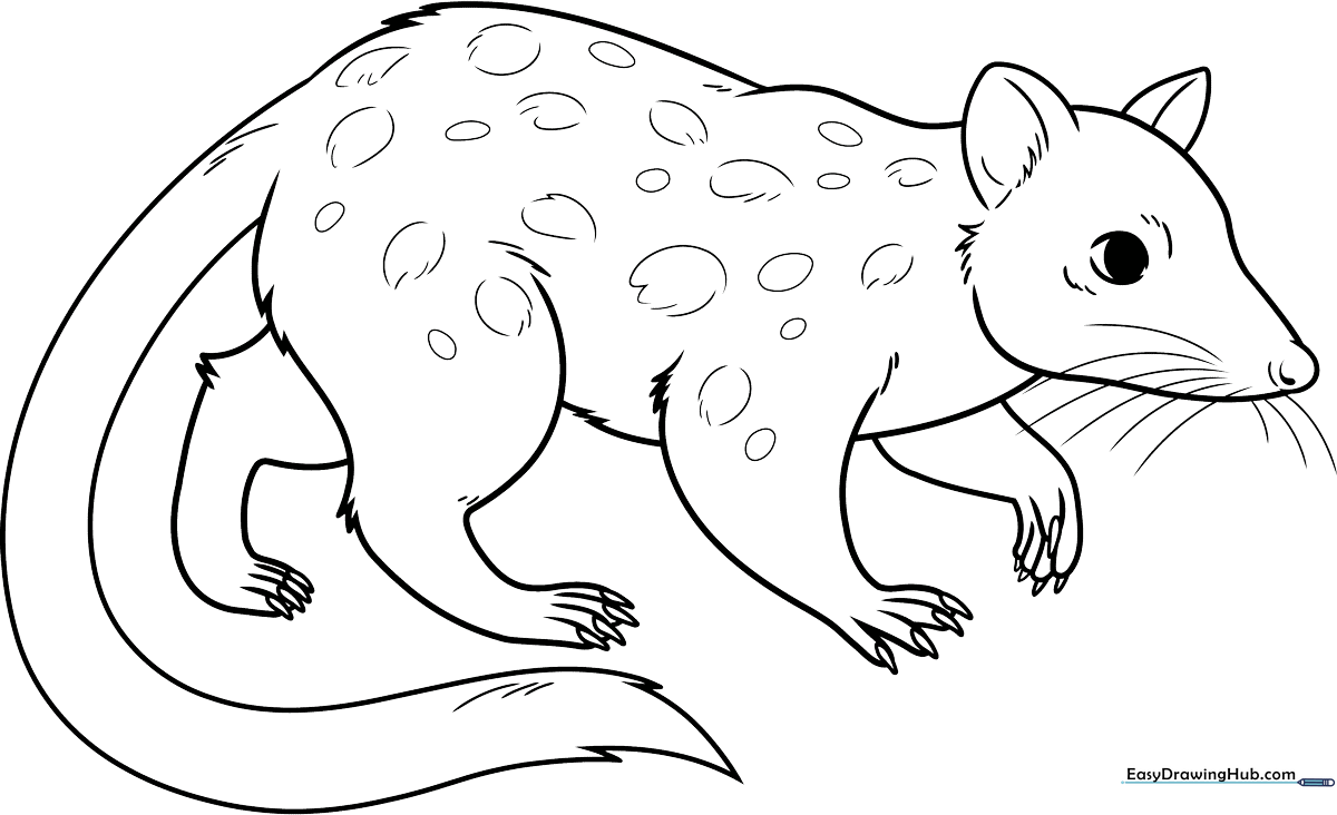 Black and white line art of a cute, spotted quoll standing in a friendly pose, ready for children to color.
