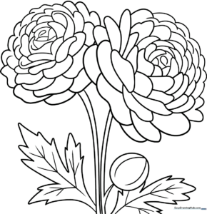 Black and white line art of a ranunculus flower with layered, ruffled petals and a sturdy stem, designed for children to color.
