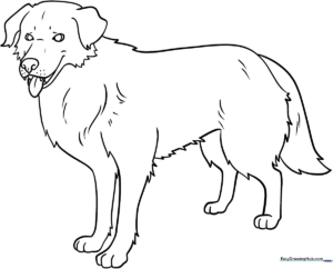 Detailed line art of a realistic dog standing, designed for coloring with clear outlines for easy shading practice.