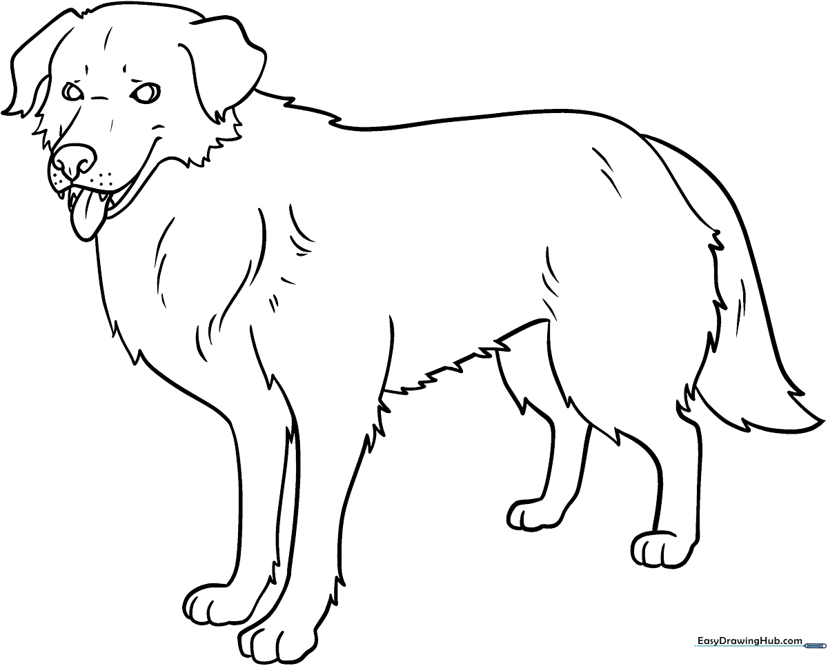 Detailed line art of a realistic dog standing, designed for coloring with clear outlines for easy shading practice.