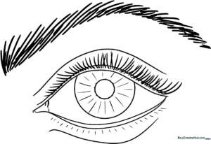 Detailed line art of a human eye featuring a defined iris, pupil, and eyelid folds, designed for educational coloring practice.