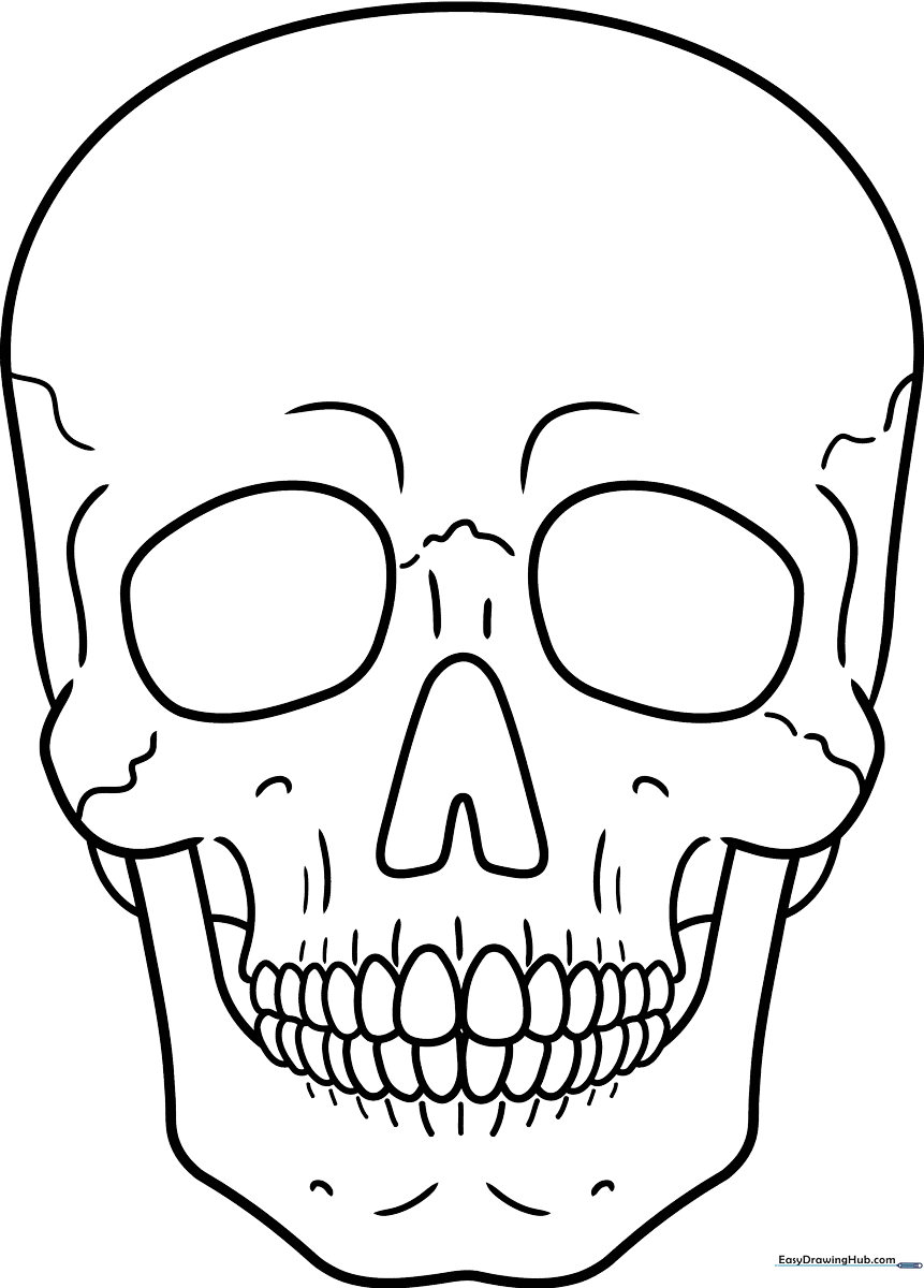 Black and white line art of a human skull, featuring clear outlines of the cranium, nasal cavity, and teeth for educational coloring.