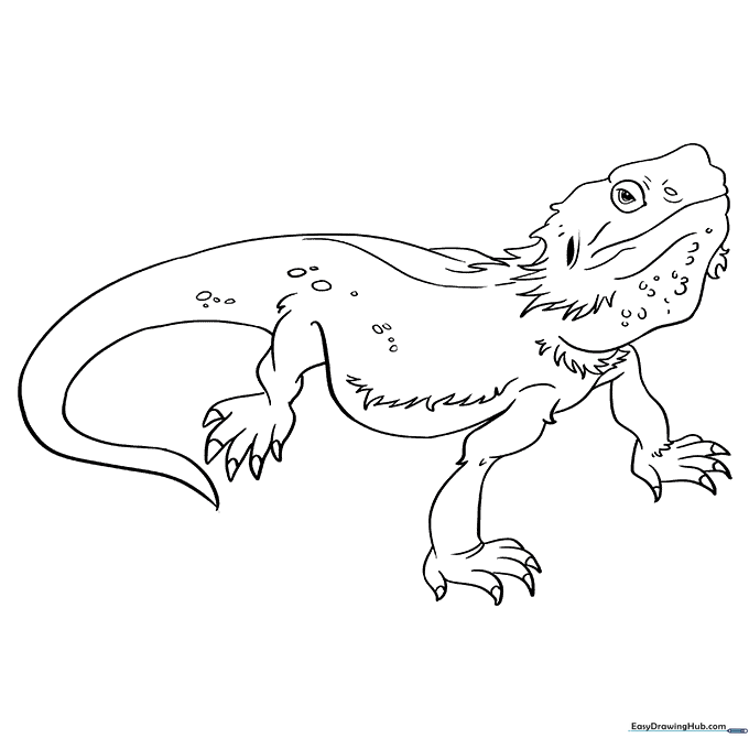 Bearded Dragon Lizard Coloring Sheet