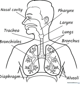 Educational respiratory system diagram for kids featuring clear outlines of the trachea, lungs, and diaphragm for biology coloring activities.