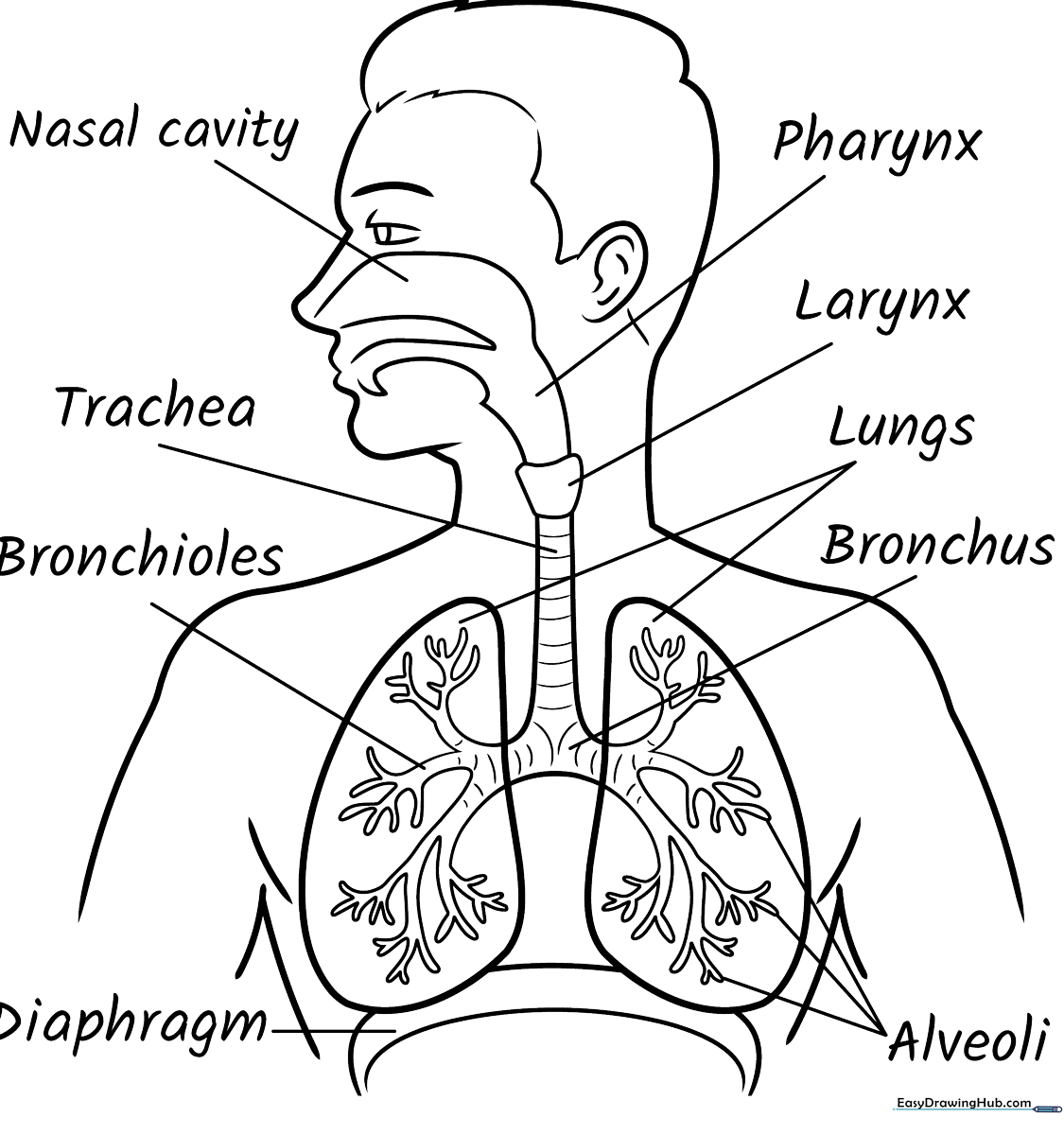 Educational respiratory system diagram for kids featuring clear outlines of the trachea, lungs, and diaphragm for biology coloring activities.