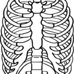 Black and white line art of a human rib cage showing the sternum and individual ribs, designed for educational coloring activities.