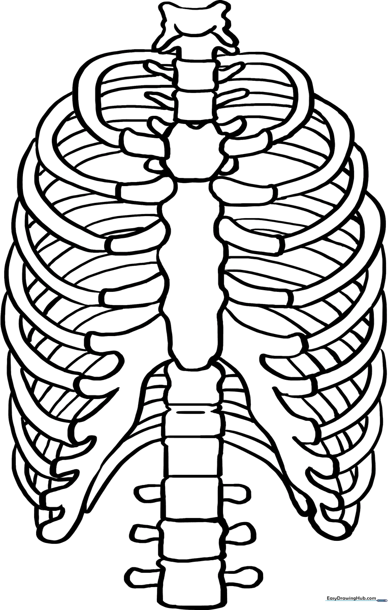 Black and white line art of a human rib cage showing the sternum and individual ribs, designed for educational coloring activities.