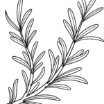 Black and white line art of a rosemary sprig with needle-like leaves, designed for children to color.