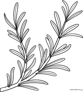 Black and white line art of a rosemary sprig with needle-like leaves, designed for children to color.