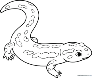 A friendly cartoon salamander with distinct spots and a long tail, outlined in bold black lines for easy coloring by children.