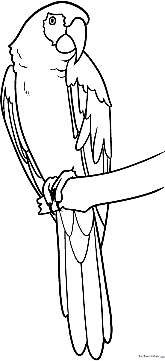 Black and white line art of a friendly Scarlet Macaw perched on a branch, featuring clear outlines for easy coloring by children.