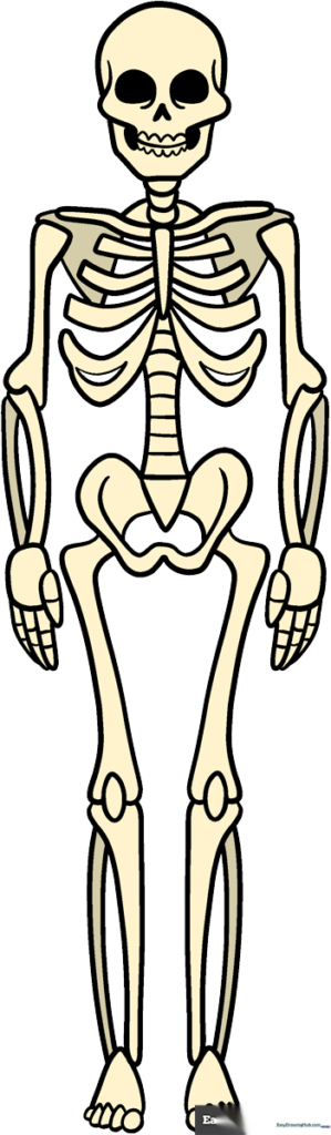 Skeleton