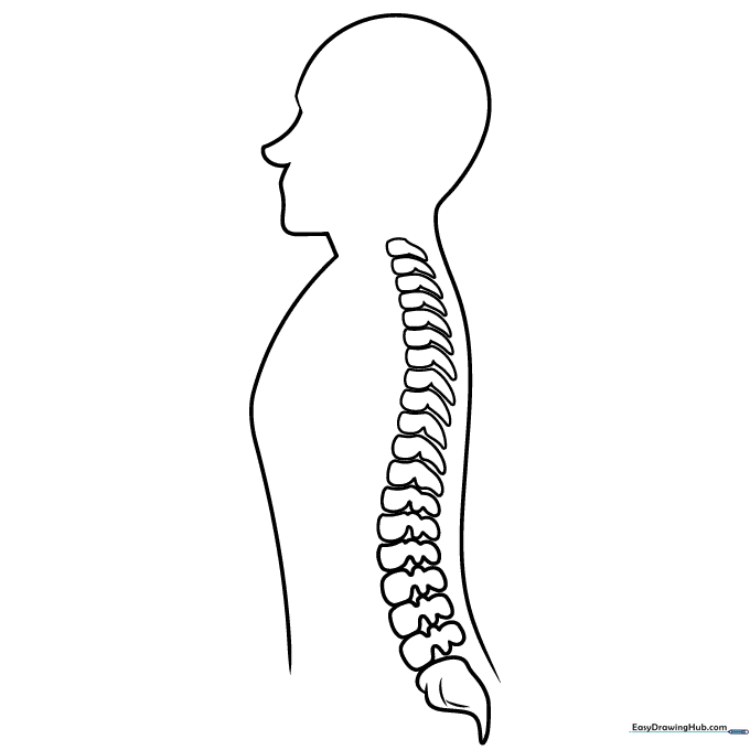 Human Spine Anatomy