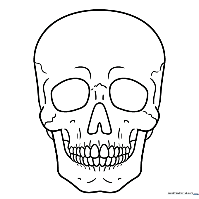 Anatomical Skull Study